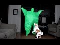 Dog Dances w/Man in Chub Suit: Funny Dog Maymo