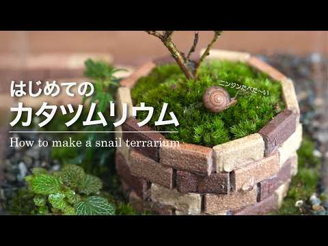 スネイラリウムの作り方とコツ：家族で楽しむカタツムリ飼育ガイド