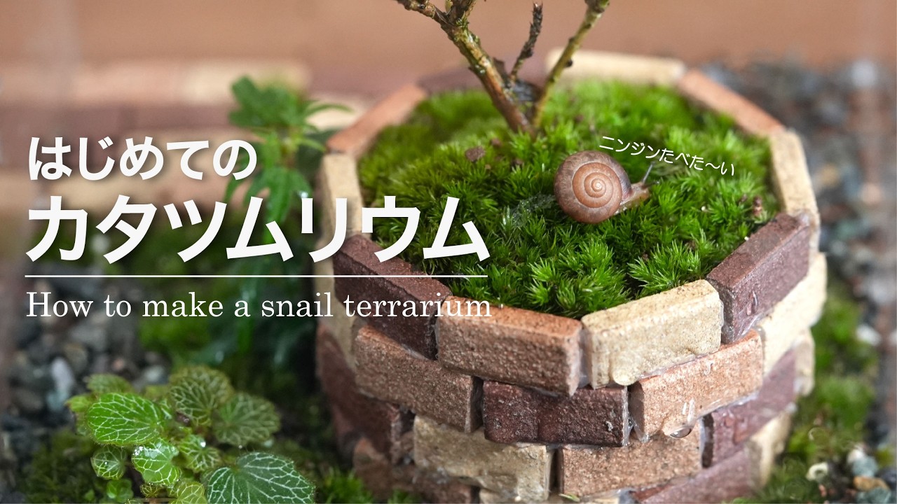 はじめてのカタツムリ飼育【カタツムリウムの作り方】No.205