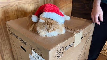 Litter Robot 3 Unboxing Review