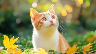 Healing Music for Cats – Calm Your Cat Instantly with This Gentle and Relaxing Cats Music