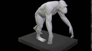 Chimpanzee anatomy study