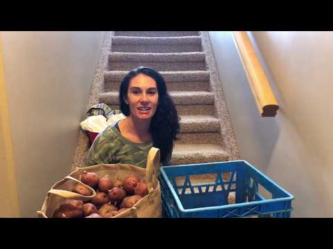 Video: Seed Potatoes: Have You Tried To Heal