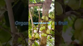 organic and healthy Java plum fruits #white jamun:#healthy fruits #seasonal fruits #explore #yummy
