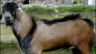 SUARA KAMBING JANTAN PENGIN KAWIN | The Voice Of The Goats Of The Male Choose The Female | 0021