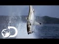 Great white shark makes a splash in new zealand waters  air jaws the reign  shark week 2018