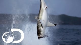 Great White Shark Makes A Splash In New Zealand Waters | Air Jaws: The Reign | SHARK WEEK 2018