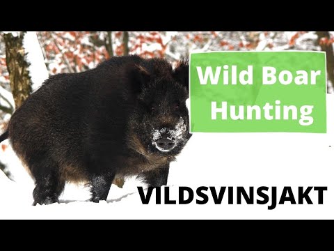 Video: Hvilken Slags Hund At Få Til Jagt På Vildsvin