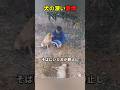 母犬と娘犬の愛情に涙してしまいます…