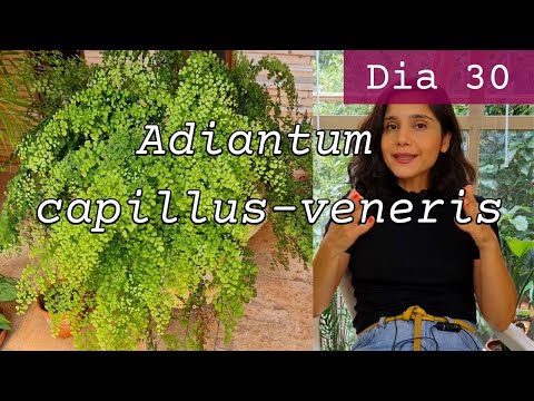 Adiantum capillus-veneris (Avenca): Dia 30 de 30 (30 dias de planta)