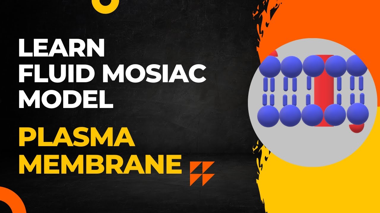 Plasma Membrane Fluid Mosaic Model (Hindi) YouTube