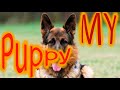 Как у меня появился щенок / How did i get a puppy