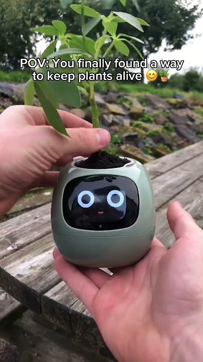 Link in our profile for the plant pot!! 🌿🪴