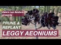 Prune & Replant Leggy Aeoniums