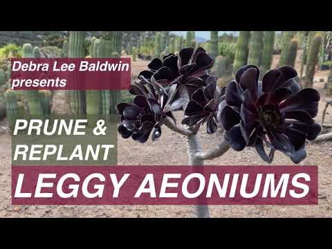 Prune & Replant Leggy Aeoniums