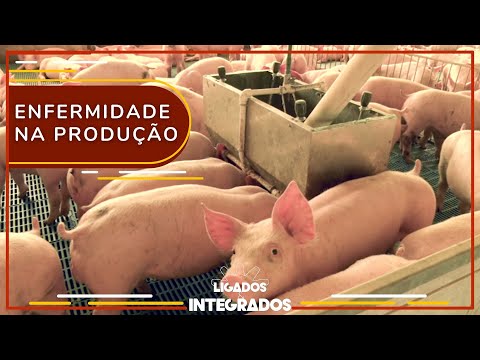 Coccidiose suína: como proteger o rebanho e evitar prejuízos? | Ligados&Integrados - 30/06/2023