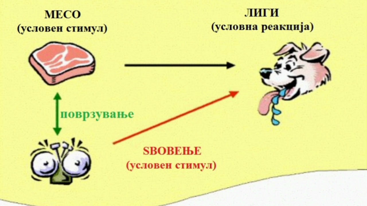 Ответная реакция ребенка. Выработка условного рефлекса по Павлову схема. Механизм образования условных рефлексов Павлов. Выработка условного рефлекса у собаки Павлова. Условный рефлекс собаки Павлова схема.