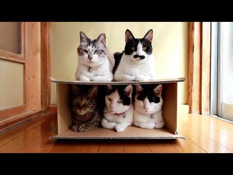箱の5匹の猫　201102