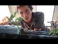 How to build a low-tech hydroponics system - DIY Tutorial