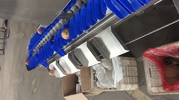 Fruit Weight Grading Machine|Fresh Fish Weight Sorting Machine