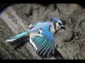 RDR2-A Super Close Look at a Beautiful Blue Jay