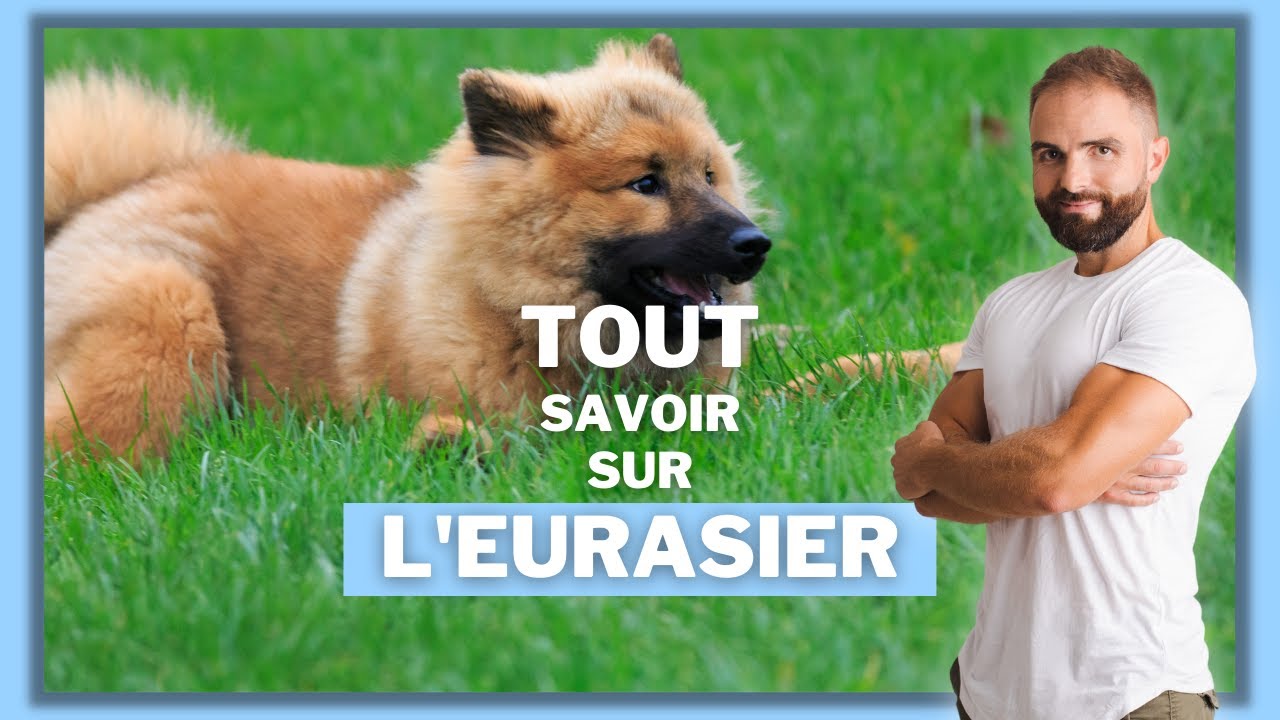 Eurasier
