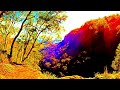 Sensory first aid  ludos call trippy  bush walk rmx bushwalking trippymusic