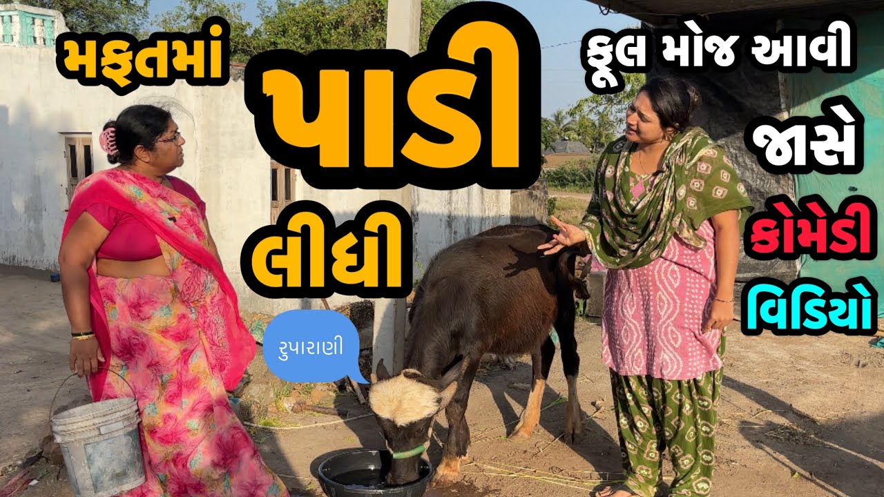 MAFATMA PADI LIDHI||પાડી લઈને હેરાન||comedy video||desi video|| 2025||