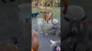 Adorable Sheep | cute youtubeshorts viral reels trending