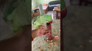 #funny #nonstoptalkingparrot #parrot #talkinganimal