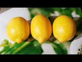 ¡Sí la VIDA te da LIMONES haz éste POSTRE! Sin HORNO en 5 MINUTOS sin harina FÁCIL y RÁPIDO