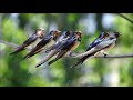 Kır kırlangıcı - Barn Swallow