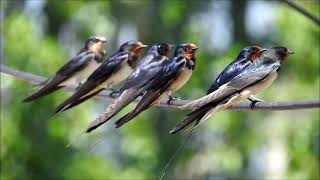 Kır Kırlangıcı - Barn Swallow