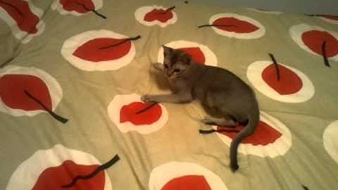 Video 300101: cute singapura cat