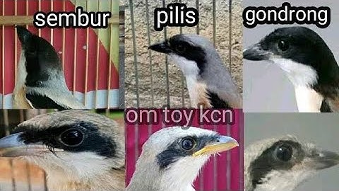 membedakan jenis anakan cendet pilis sembur gondrong