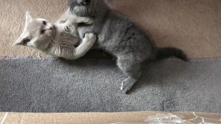 Video 7071561: british shorthair cat fight, british blue shorthair cat, british shorthair blue boy