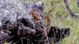 Pair of Slender Mongoose on fallen marula log next to camera tree 21/5/26