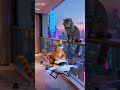 UÇAN KEDİ #cat #technology
