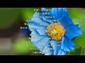 霧雨港/松永ひとみ/歌詞付き Relaxing Music