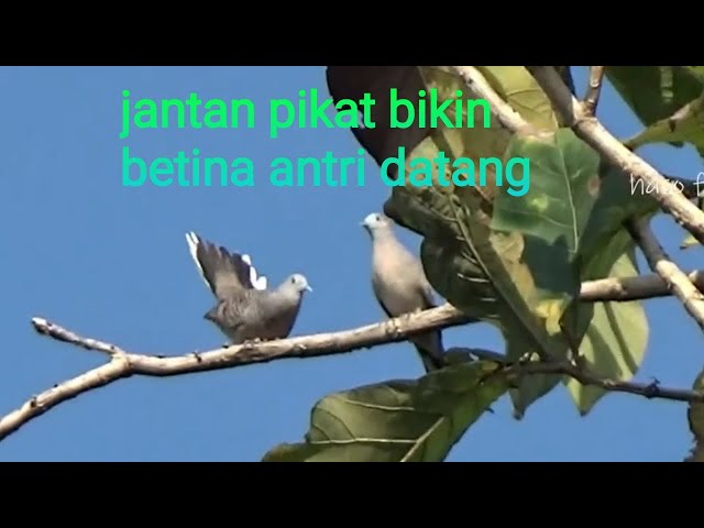 suara pikat perkutut jantan di alam liar bikin betina datang bergantian class=