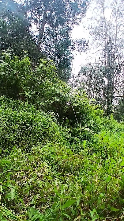 Suara burung ceret jawa / javan bush warbler #burung #bird #kicaumania #burungkicaudialamliar
