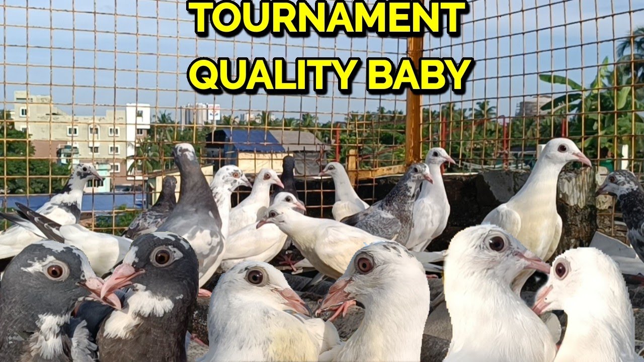 TOURNAMENT QUALITY MADRASI BABY PIGEON FOR SALE TODAY