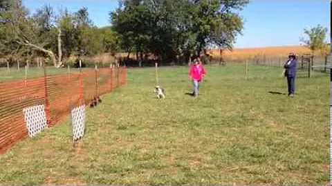 Joyce Norris Duck Herding Clinic 2013