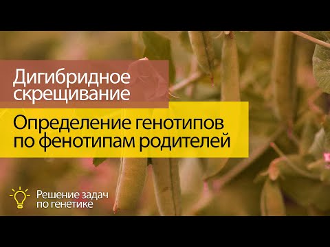 Видео: В дигибридном скрещивании сколько родительских фенотипов?