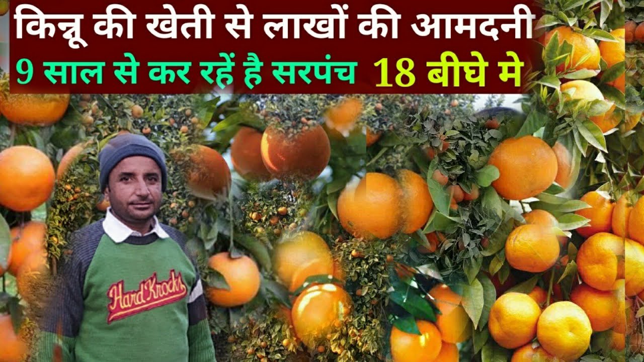 कीनू की खेती कसे करे  how to do kinnu farming  kinnu ki kheti kase kare eran tha money kinnu
