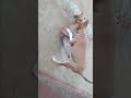 🤣Funny dog talking tamil😂 #funny #dog #trendingshorts #mr_vvv #trending #funny #petlovers