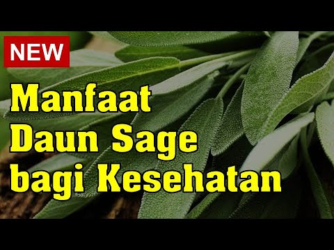 Manfaat Daun Sage bagi Kesehatan