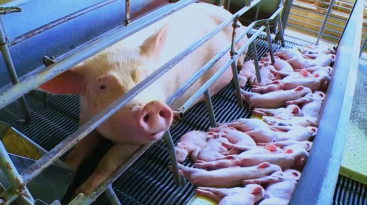 Modern Pig Farming - Inside the most successful PI...