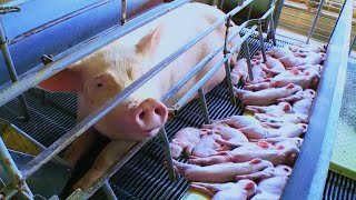 Modern Pig Farming - Inside the most successful PIG FARM, INCREDIBLE LIVESTOCK RAISING