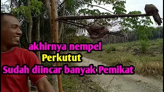 Mikat Pakai Jeplak Dapat Perkutut Yang Diincar Para Pemikat